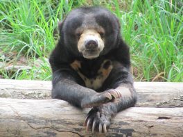sun bear