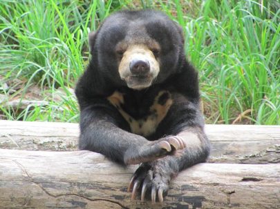 sun bear