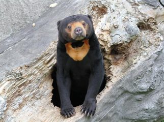 sun bear