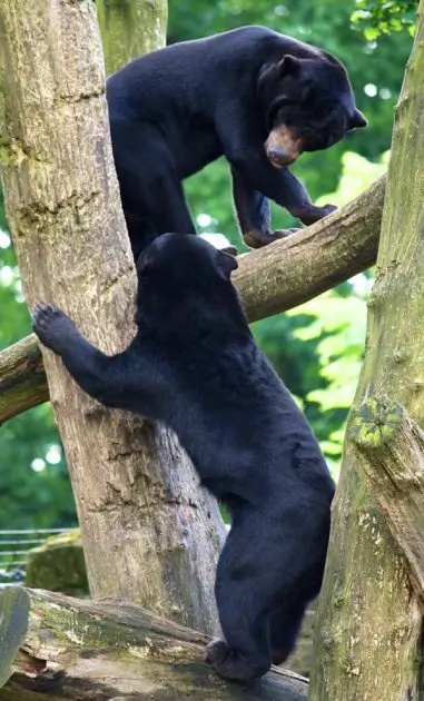 sun bear