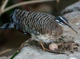 Sunbittern