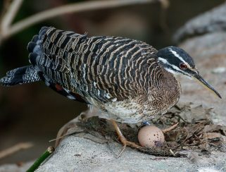 Sunbittern
