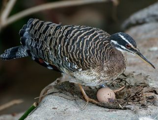 Sunbittern