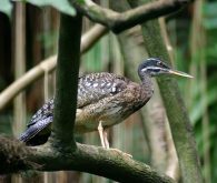 sunbittern