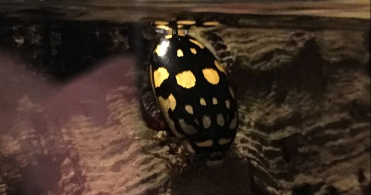 Sunburst Diving Beetle
