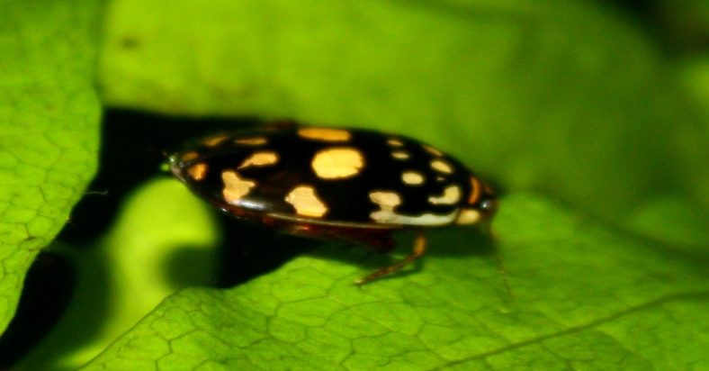 Sunburst Diving Beetle