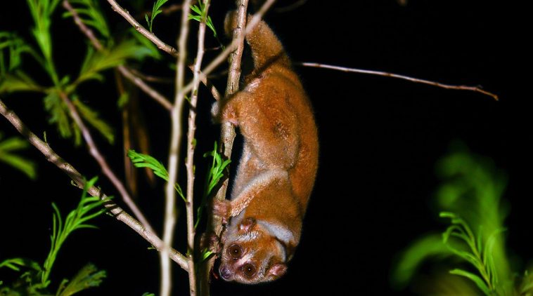 Sunda Slow Loris