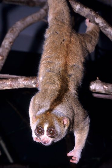 Sunda Slow Loris