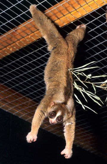 Sunda Slow Loris