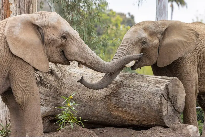Elephants Move at Reid Park Zoo