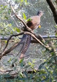 superb lyrebird