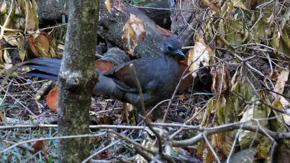 superb lyrebird
