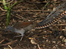 superb lyrebird