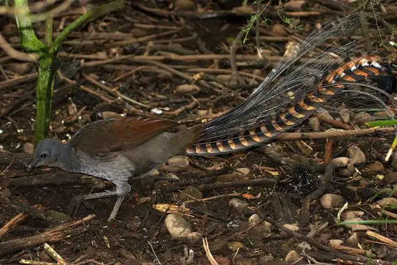 superb lyrebird