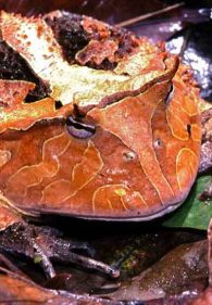 Surinam Horned Frog