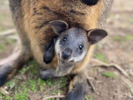 Swamp-Wallaby