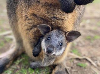 Swamp-Wallaby