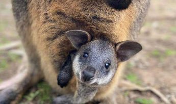 Swamp-Wallaby