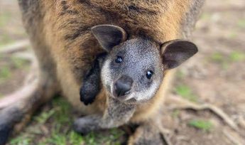 Swamp-Wallaby