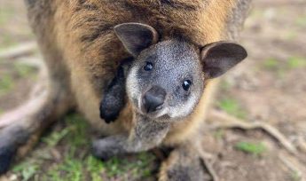 Swamp-Wallaby