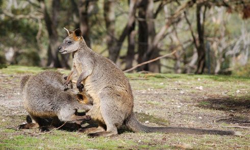 Swamp-Wallaby