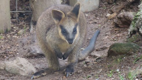 Swamp-Wallaby