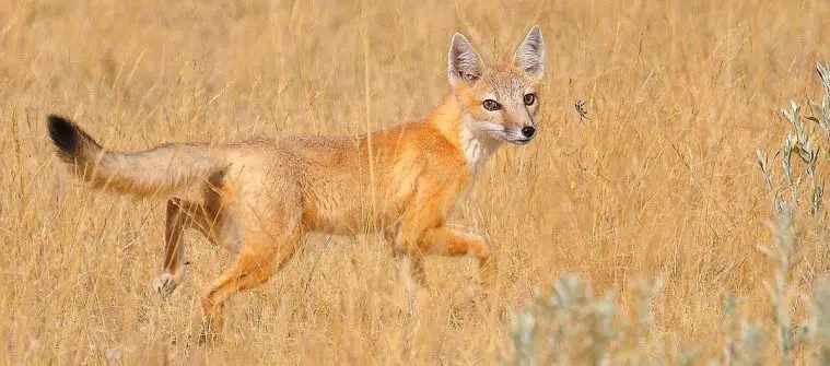 Swift Fox (Vulpes velox)