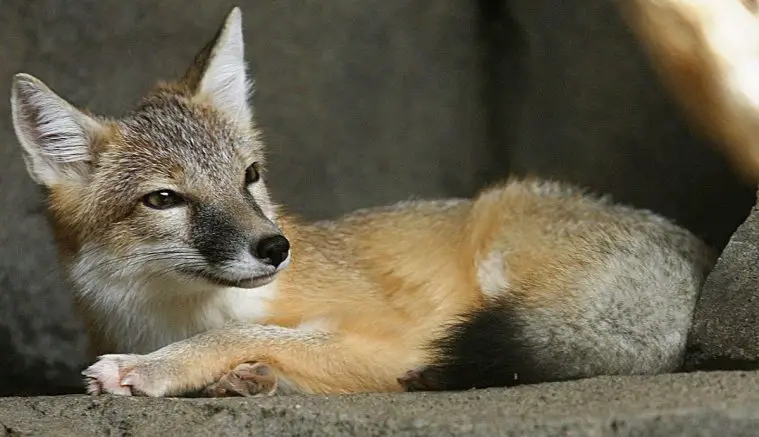 Swift Fox (Vulpes velox)