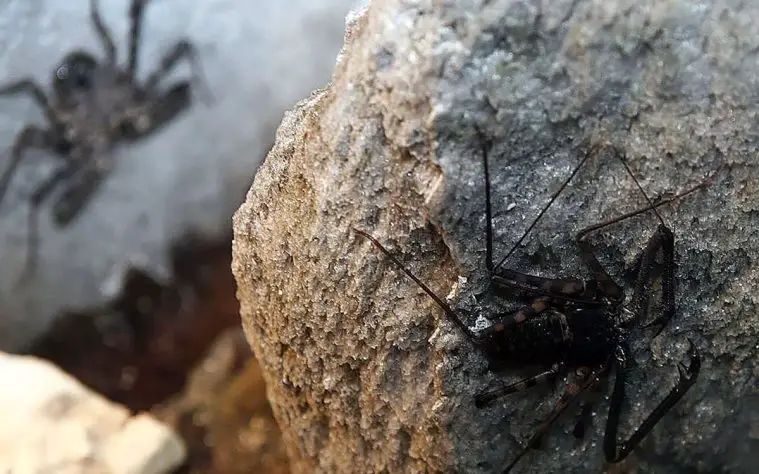 Giant Tailless Whip Scorpion (Damon variegatus)