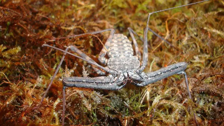 Giant Tailless Whip Scorpion (Damon variegatus)