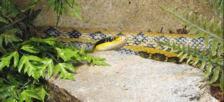 Beauty Rat Snake