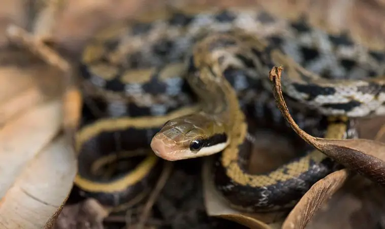 Beauty Rat Snake