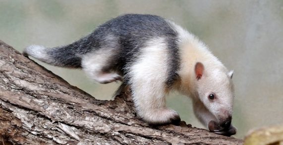 southern tamandua