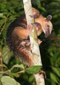 southern tamandua