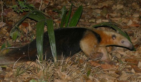 southern tamandua