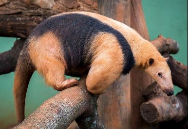 southern tamandua
