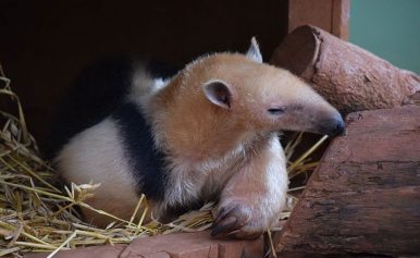 southern tamandua
