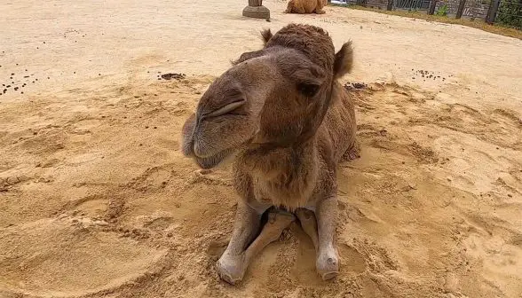 taronga zoo camels