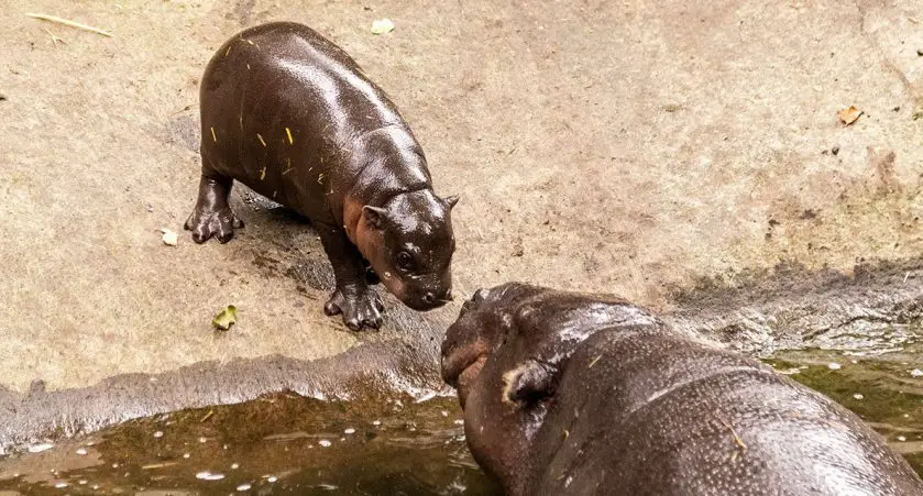 Taronga Zoo Pygmy Hippo Calf Debut