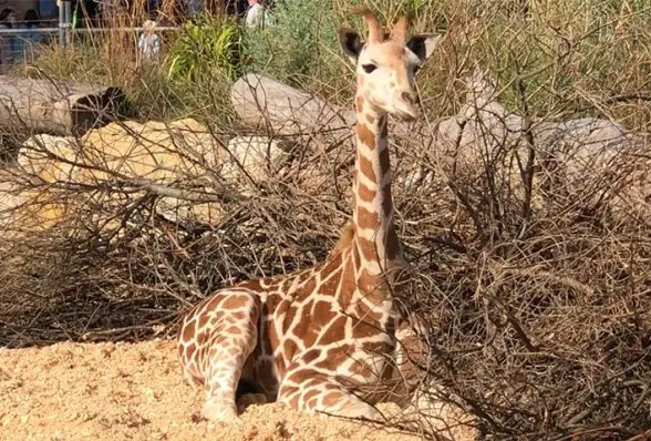 taronga zoo giraffe calf