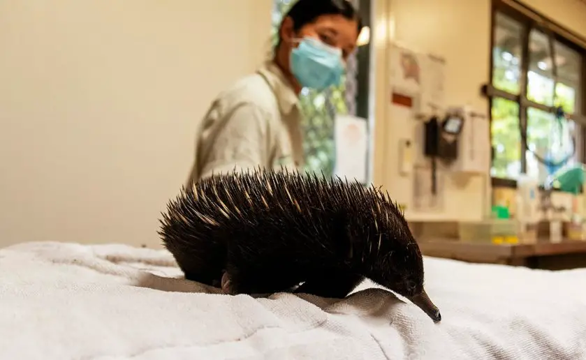 Taronga Zoo Short Beaked Echidna