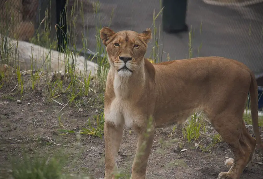 maya lioness taronga zoo