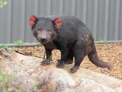Tasmanian Devil