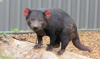 Tasmanian Devil