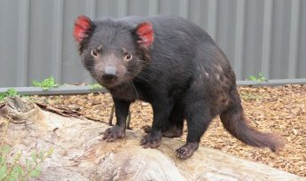 Tasmanian Devil