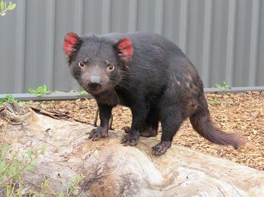 Tasmanian Devil - The Animal Facts