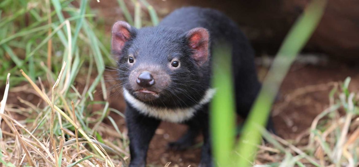 Tasmanian Devil Celebrates Birthday at Aussie Ark