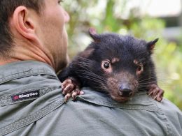 Aussie Ark Tasmanian Devil