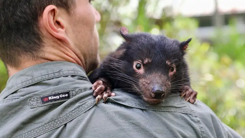 Aussie Ark Tasmanian Devil