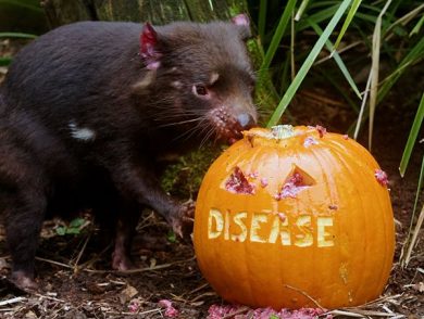 taronga zoo halloween